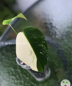 Ultra Rare Variegated Monstera Jungle Mint