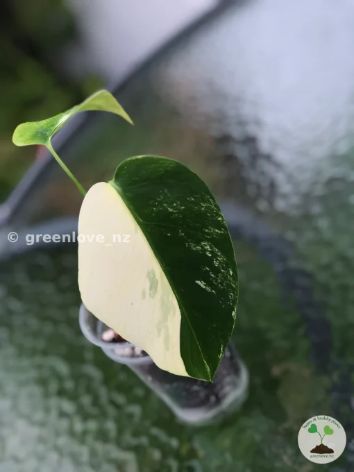 Ultra Rare Variegated Monstera Jungle Mint