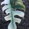 Highly Rare Variegated Monstera Jungle Mint (Non TC)