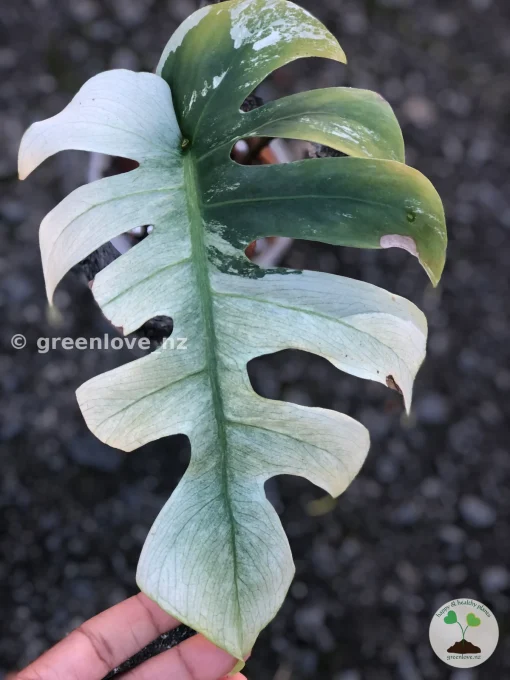 Highly Rare Variegated Monstera Jungle Mint (Non TC)