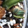 Highly Rare Variegated Monstera Jungle Mint (Non TC)
