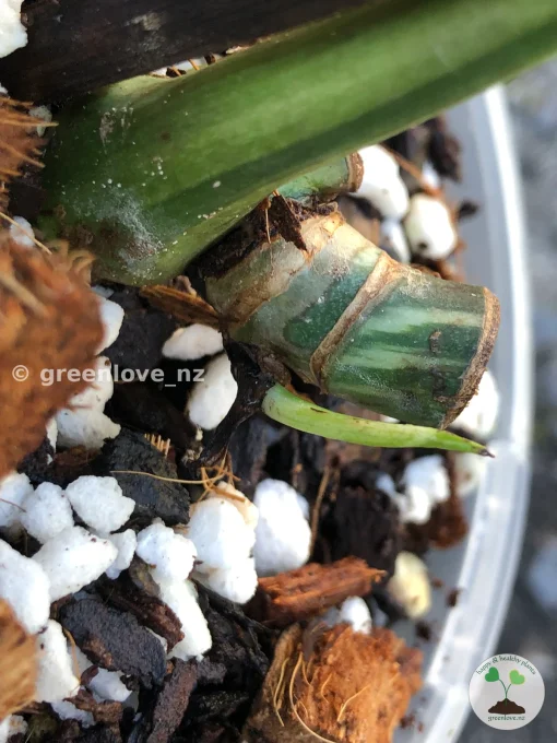 Highly Rare Variegated Monstera Jungle Mint (Non TC)