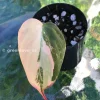 Philodendron Micans Variegated