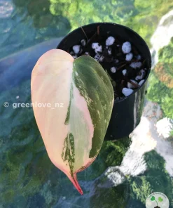 Philodendron Micans Variegated