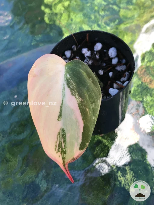 Philodendron Micans Variegated