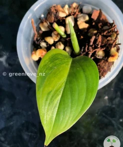 Rare Scindapsus Blue Salaka Green on Green