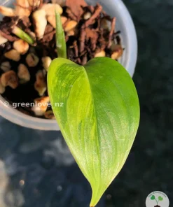 Rare Scindapsus Blue Salaka Green on Green