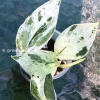Scindapsus Silver Splash Variegated