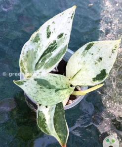 Scindapsus Silver Splash Variegated