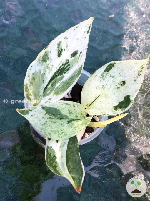 Scindapsus Silver Splash Variegated