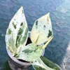 Scindapsus Silver Splash Variegated