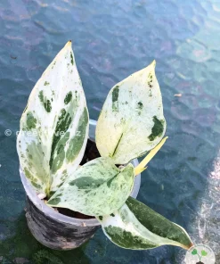 Scindapsus Silver Splash Variegated