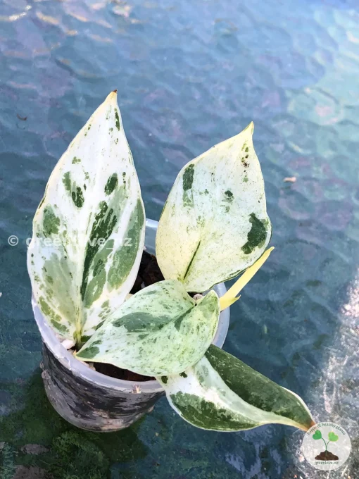Scindapsus Silver Splash Variegated