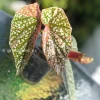 Begonia Snow Capped Variegated