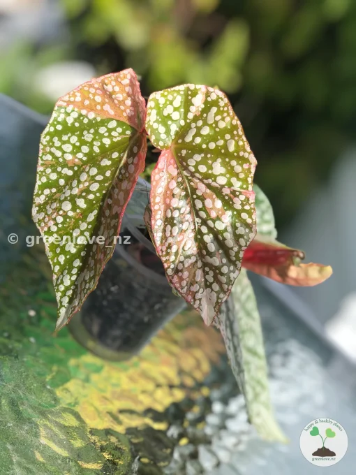 Begonia Snow Capped Variegated