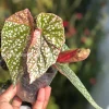Begonia Snow Capped Variegated