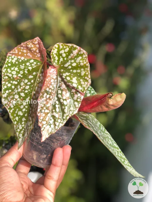 Begonia Snow Capped Variegated
