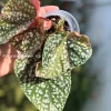 Begonia Snow Capped Variegated