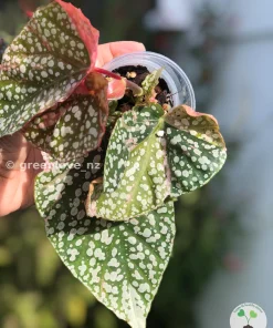 Begonia Snow Capped Variegated