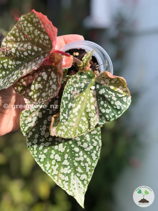 Begonia Snow Capped Variegated
