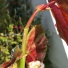 Begonia Snow Capped Variegated