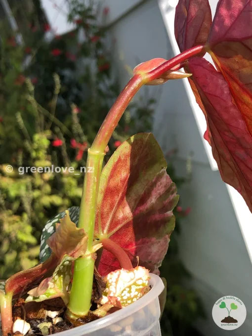 Begonia Snow Capped Variegated