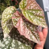 Begonia Snow Capped Variegated