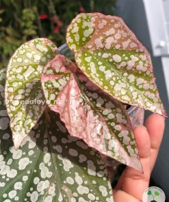 Begonia Snow Capped Variegated