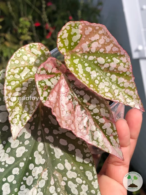 Begonia Snow Capped Variegated