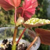 Begonia Snow Capped Variegated