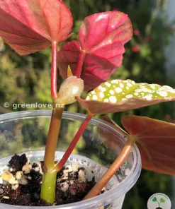 Begonia Snow Capped Variegated