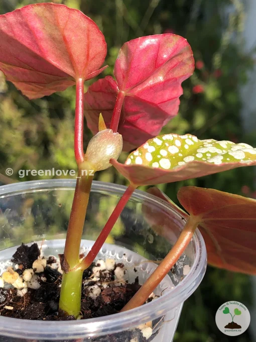 Begonia Snow Capped Variegated
