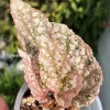 Begonia Snowcapped Variegated