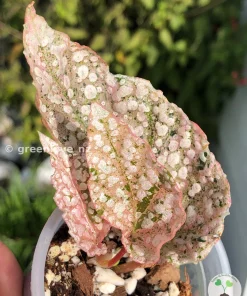 Begonia Snowcapped Variegated