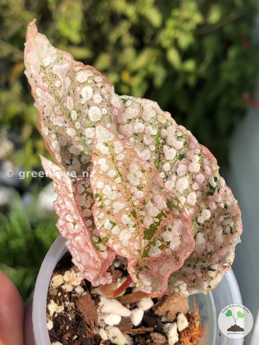 Begonia Snowcapped Variegated