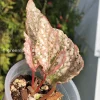 Begonia Snowcapped Variegated