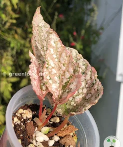 Begonia Snowcapped Variegated