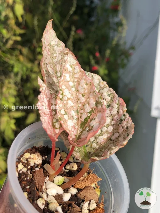 Begonia Snowcapped Variegated