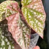Begonia Snow Capped Variegated