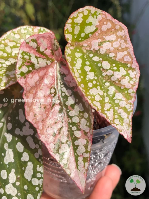 Begonia Snow Capped Variegated