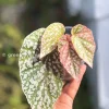 Begonia Snow Capped Variegated
