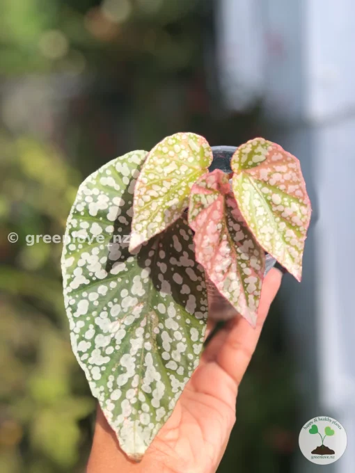 Begonia Snow Capped Variegated