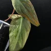 Variegated Philodendron Mint Micans