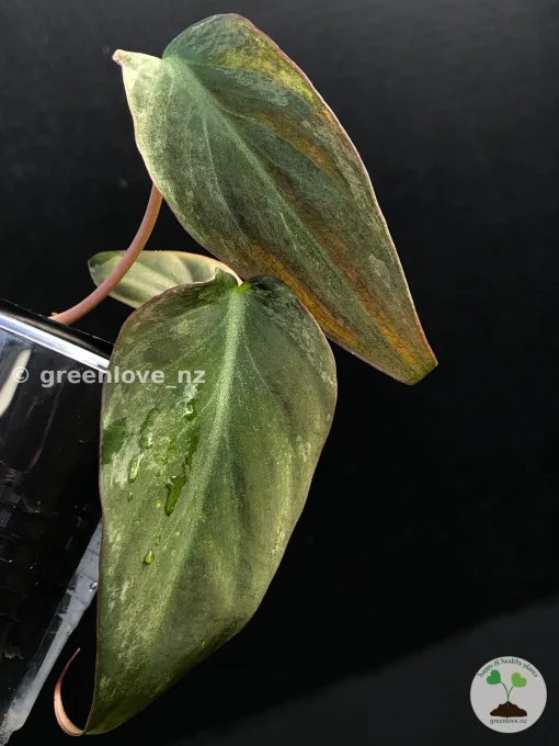 Variegated Philodendron Mint Micans