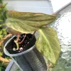 Variegated Philodendron Mint Micans