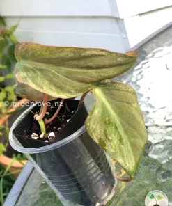 Variegated Philodendron Mint Micans