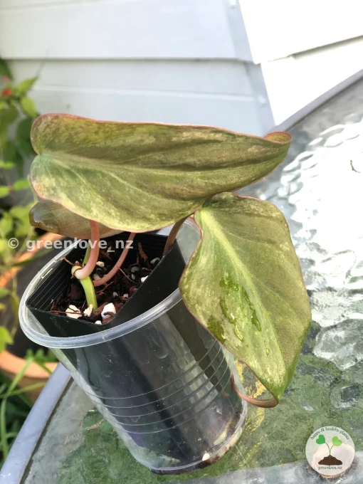 Variegated Philodendron Mint Micans