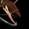 Variegated Philodendron Mint Micans