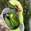 Hoya Compacta Mauna Loa