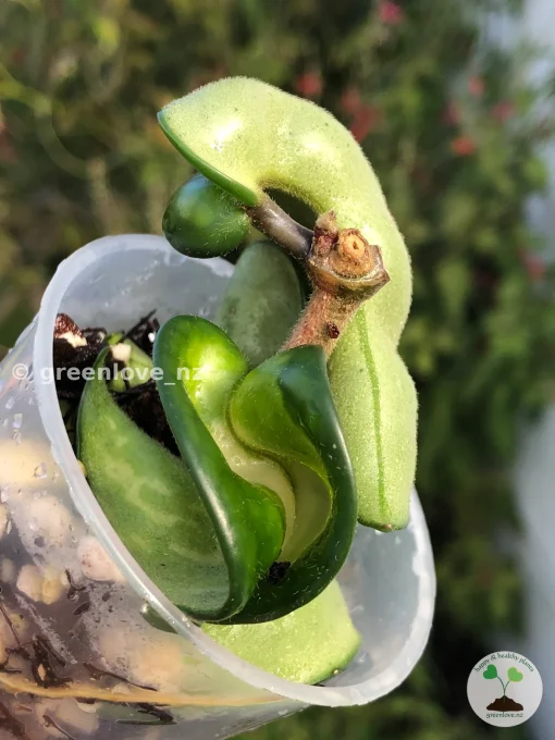 Hoya Compacta Mauna Loa